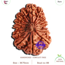 Load image into Gallery viewer, 16 Mukhi Rudraksha from Nepal - Bead No. 88