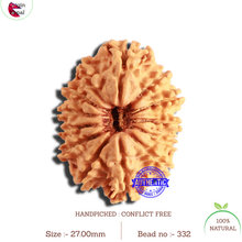Load image into Gallery viewer, 13 Mukhi Nepalese Rudraksha - Bead No. 332