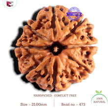 Load image into Gallery viewer, 8 Mukhi Nepalese Rudraksha - Bead No. 473