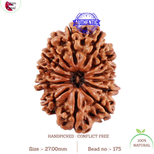 Load image into Gallery viewer, 13 Mukhi Nepalese Rudraksha - Bead No. 175