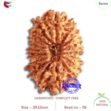Load image into Gallery viewer, 18 Mukhi Rudraksha from Nepal - Bead No. 58