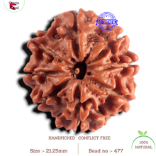 Load image into Gallery viewer, 8 Mukhi Nepalese Rudraksha - Bead No. 477