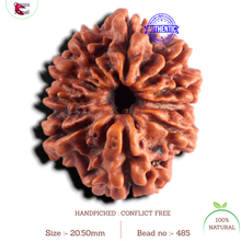 Load image into Gallery viewer, 9 Mukhi Nepalese Rudraksha - Bead No. 485