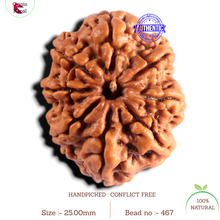 Load image into Gallery viewer, 8 Mukhi Nepalese Rudraksha - Bead No. 467