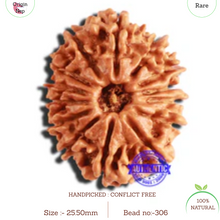 Load image into Gallery viewer, 14 Mukhi Nepalese Rudraksha - Bead No. 306