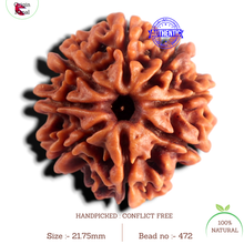 Load image into Gallery viewer, 8 Mukhi Nepalese Rudraksha - Bead No. 472