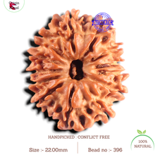 Load image into Gallery viewer, 13 Mukhi Nepalese Rudraksha - Bead No. 396