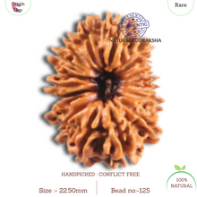 Load image into Gallery viewer, 16 Mukhi Rudraksha from Nepal - Bead No. 125