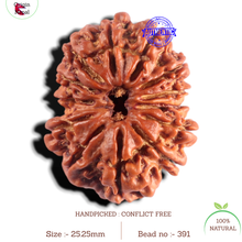 Load image into Gallery viewer, 13 Mukhi Nepalese Rudraksha - Bead No. 391