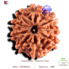 Load image into Gallery viewer, 9 Mukhi Nepalese Rudraksha - Bead No. 488