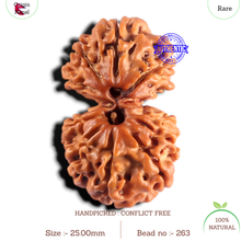 Load image into Gallery viewer, Gaurishanker Nepalese Rudraksha Bead No. - 263