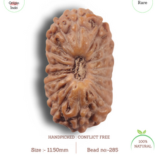 Load image into Gallery viewer, 17 Mukhi Rudraksha from Indonesia - Bead No. 285