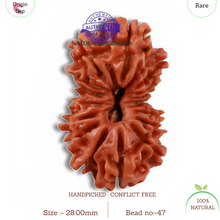 Load image into Gallery viewer, 16 Mukhi Rudraksha from Nepal - Bead No. 47