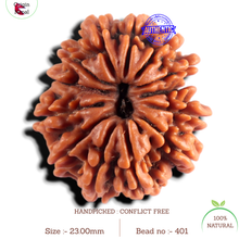 Load image into Gallery viewer, 12 Mukhi Nepalese Rudraksha - Bead No 401