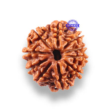 Load image into Gallery viewer, 10 Mukhi Nepalese Rudraksha - Bead No 447