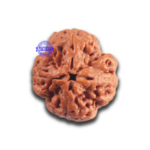 Load image into Gallery viewer, 4 Mukhi Rudraksha from Nepal - Bead No. 447
