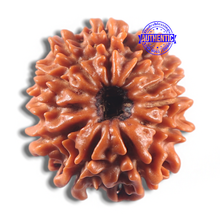 Load image into Gallery viewer, 11 Mukhi Nepalese Rudraksha - Bead No. 422