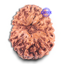 Load image into Gallery viewer, 15 Mukhi Indonesian Rudraksha - Bead No. 122