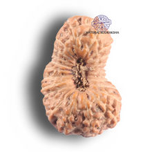 Load image into Gallery viewer, 23 Mukhi Rudraksha from Indonesia - Bead No. N
