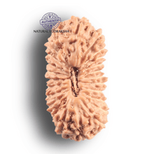 Load image into Gallery viewer, 24 Mukhi Rudraksha from Indonesia - Bead No. O