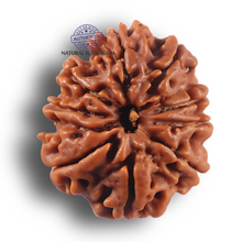 Load image into Gallery viewer, 9 Mukhi Nepalese Rudraksha - Bead No. 462