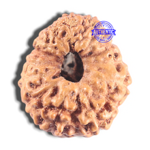 Load image into Gallery viewer, 15 Mukhi Indonesian Rudraksha - Bead No. 215