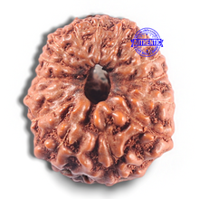 Load image into Gallery viewer, 15 Mukhi Indonesian Rudraksha - Bead No. 119