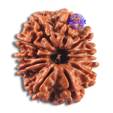 Load image into Gallery viewer, 11 Mukhi Nepalese Rudraksha - Bead No. 431