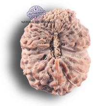 Load image into Gallery viewer, 25 Mukhi Rudraksha from Indonesia - Bead No. N
