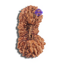 Load image into Gallery viewer, 23 Mukhi Rudraksha from Indonesia