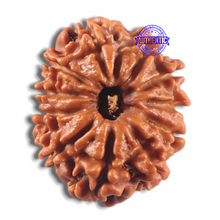 Load image into Gallery viewer, 11 Mukhi Nepalese Rudraksha - Bead No. 432