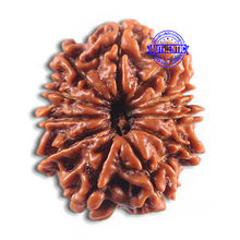Load image into Gallery viewer, 11 Mukhi Nepalese Rudraksha - Bead No. 418