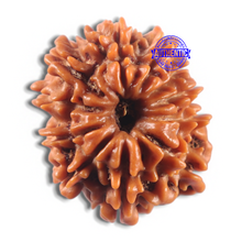 Load image into Gallery viewer, 11 Mukhi Nepalese Rudraksha - Bead No. 414