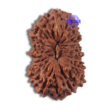 Load image into Gallery viewer, 22 Mukhi Rudraksha from Indonesia AB
