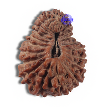 Load image into Gallery viewer, 22 Mukhi Rudraksha from Indonesia - Bead No V