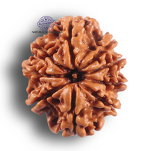 Load image into Gallery viewer, 9 Mukhi Nepalese Rudraksha - Bead No. 466