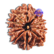 Load image into Gallery viewer, 11 Mukhi Nepalese Rudraksha - Bead No. 415