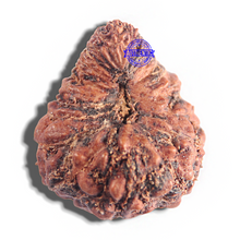 Load image into Gallery viewer, 23 Mukhi Rudraksha from Indonesia