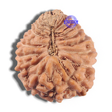 Load image into Gallery viewer, 24 Mukhi Rudraksha from Indonesia