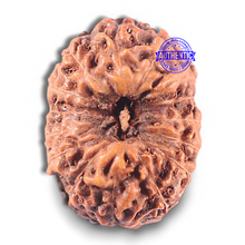 Load image into Gallery viewer, 15 Mukhi Indonesian Rudraksha - Bead No. 120