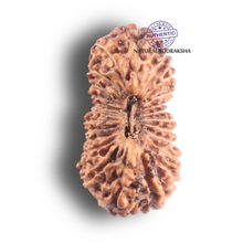 Load image into Gallery viewer, 23 Mukhi Rudraksha from Indonesia - Bead No. M