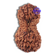 Load image into Gallery viewer, 24 Mukhi Rudraksha from Indonesia - Bead No. L