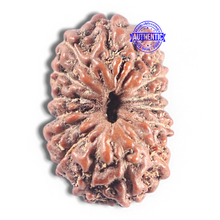 Load image into Gallery viewer, 15 Mukhi Indonesian Rudraksha - Bead No. 130