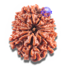 Load image into Gallery viewer, 11 Mukhi Nepalese Rudraksha - Bead No. 420