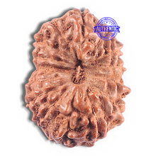 Load image into Gallery viewer, 15 Mukhi Indonesian Rudraksha - Bead No. 111