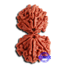 Load image into Gallery viewer, Gaurishanker Nepalese Rudraksha - Bead No. 251