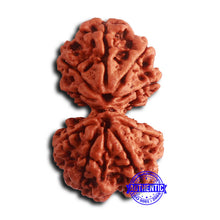 Load image into Gallery viewer, Gaurishanker Nepalese Rudraksha - Bead No. 252