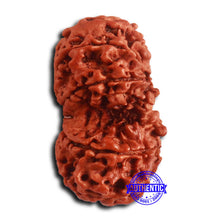 Load image into Gallery viewer, Gaurishanker Nepalese Rudraksha - Bead No. 252