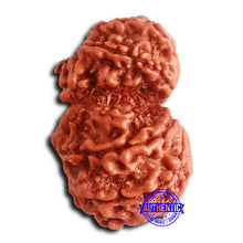 Load image into Gallery viewer, Gaurishanker Nepalese Rudraksha - Bead No. 254