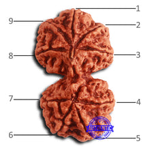 Load image into Gallery viewer, Gaurishanker Nepalese Rudraksha Bead No. 255